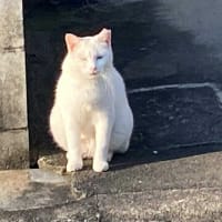 朝ウォーキングの風景。令和7年6月29日。茶大しか出て来なかった。