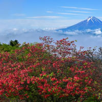 天空のレンゲツツジと富士山