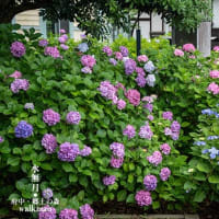 町並みの紫陽花景。
