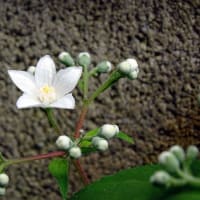 再生可能な見切り品・八重咲きヒメシャガが咲いた