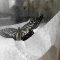 アゲハ羽化、３匹目（2025/6/9）