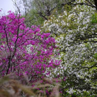 ミツバツツジが群生する下十枚山を観てUターン