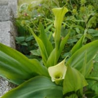 ペチュニア、マツバギク、カラー、サフィニア、バーベナ