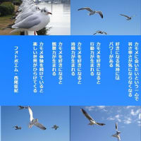 楽しいカモメ体験