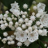 百合の木の花