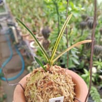 枯れそうです。