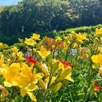 花しょうぶまつり〜　横須賀しょうぶ園　2025