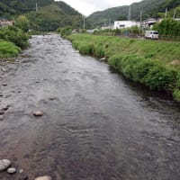鮎、伊豆２河川の川見