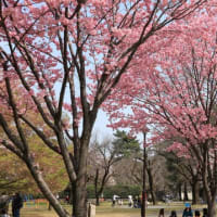 ★小金井公園の桜は、ソメイヨシノはもうすぐです