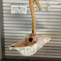 沖縄県立埋蔵文化財センター
