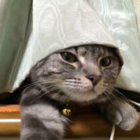 カーテンが邪魔だわ(^^)