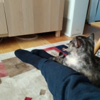 ツンデレ