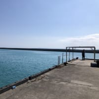 沖縄の鳥