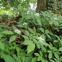 花茣蓙(はなござ)・花筵(はなむしろ)・絵筵・綾筵・寝茣蓙・寝筵