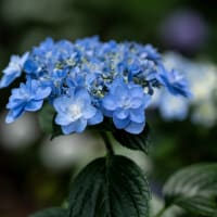 ぷちツー：紫陽花の日本寺へ（その2：あじさい遊歩道）