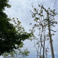 植木屋さんに庭木の剪定をしてもらいました