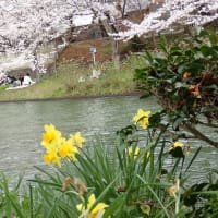 伏見港公園さくら