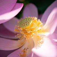 千葉公園の大賀蓮（その2：蓮の花）
