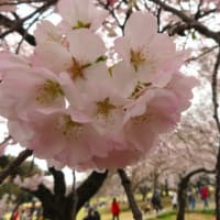 鮭と天むすのおにぎり？角煮も良いなあ♪