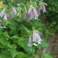 梅雨時の花