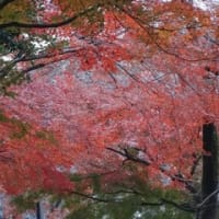 井の頭公園の紅葉