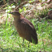 高ボッチ高原・鉢伏山で見た鳥　ミゾゴイ（溝五位）