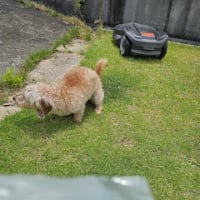 地区の掃除な日