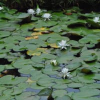 多摩川台公園あじさい園　　水生植物園ビヨウヤナギと睡蓮　　　　11