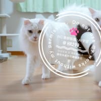今日の猫ズ