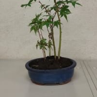 初心者向け　盆栽講座