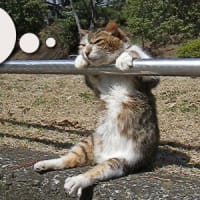 サンショウの実