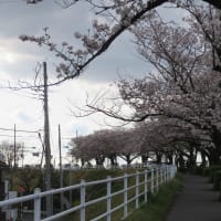県境の橋を渡ったところにあるウエルカム桜