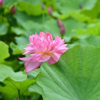 ハスの花盛り　農業センター　2025/07/12（鹿児島）
