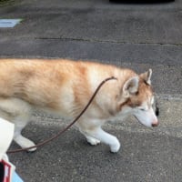 パパさんのお腹の中