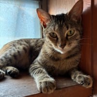 7月のぬこ　パート1