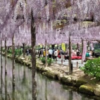 曼荼羅寺(江南)の藤、木曽三川公園(海津)のチューリップ、天王川公園(津島)の藤