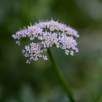 芹の花