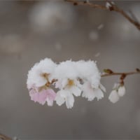 雪の四季桜