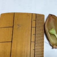 ここが終わる・・マジかの朝