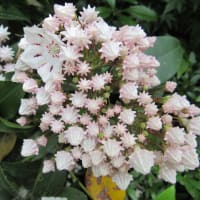 巣箱の確認、カルミアの花。(5/21＊水）