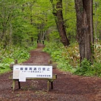 野幌森林公園のタンポポは　