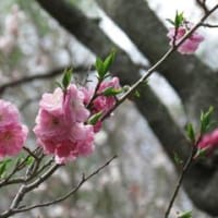 札幌平岡公園の梅を訪ねて