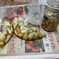 ２０２５ラッキョウの甘酢漬け♪