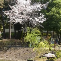 久しぶりにカメラを持って・・・