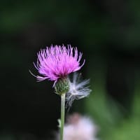 ウツボグサも残した