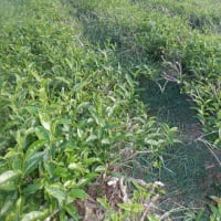 　2期目のお茶畑手伝い始まりました　野菜収穫5種類