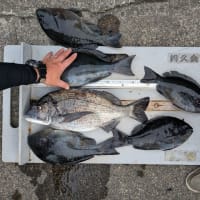 南伊豆 下流 今日の釣果