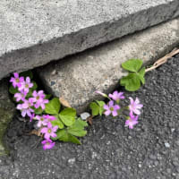 オサンポ walk - 植物plant : スキマ草 Sukima-soh--園芸種(?)の、カタバミ an Oxalis