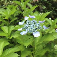 鉛筆と気合をもって、夏へ！　おうみ進学プラザの夏期講習会ＰＲ。