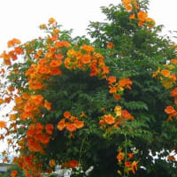 夏の季語／富士詣(ふじまうで)・富士道者・富士行者・山上詣・富士講・浅間(せんげん)講・篠小屋 